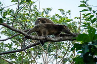 23 Bear cuscuses on tree
