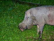 29 Borneo bearded pig