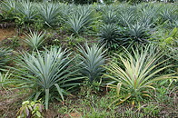 Pineapple plantation photo gallery  - 8 pictures of Pineapple plantation