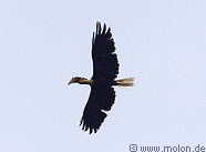13 Plain-pouched hornbill