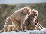 07 Baboon family with baby