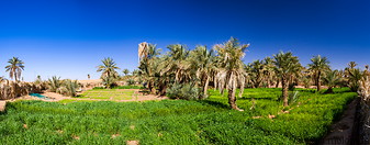31 Irrigated fields with date palms in Ouled Said