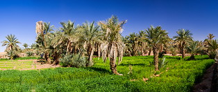 32 Irrigated fields with date palms in Ouled Said