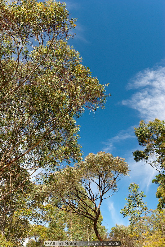 06 Eucalyptus trees