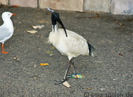 05 Sacred ibis