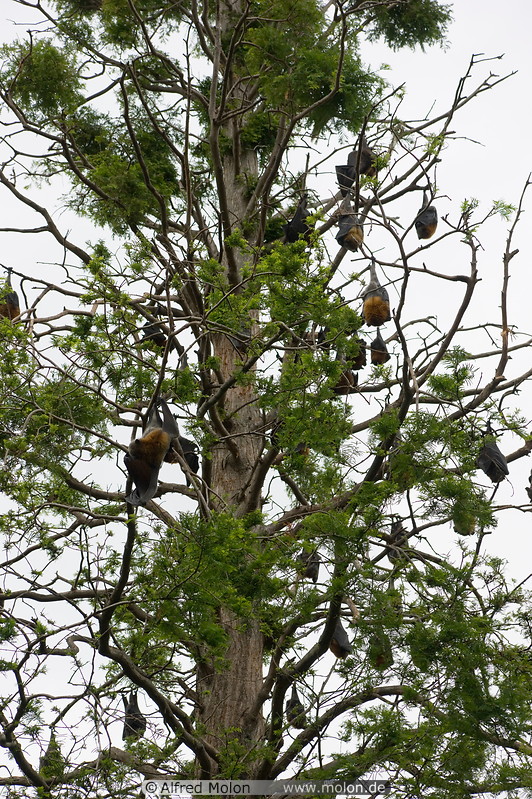04 Tree with fruit bats