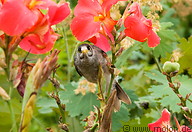 02 Bird and red flowers