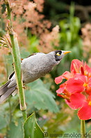 03 Bird and red flowers