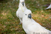 08 Sulphur crested cockatoos