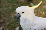 10 Sulphur crested cockatoo