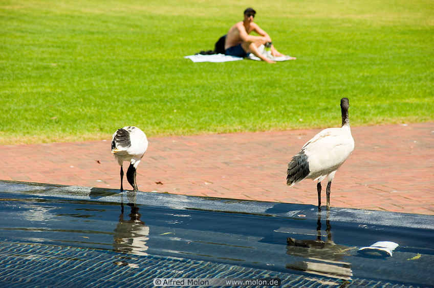 04 Australian white ibis birds