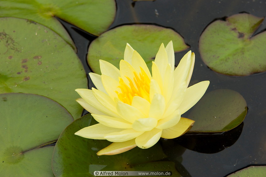 04 Yellow water lily