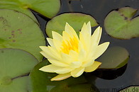 04 Yellow water lily