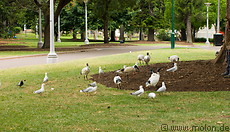 11 Birds in Hyde park