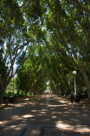12 Fig tree lined avenue