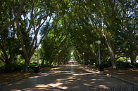 13 Fig tree lined avenue