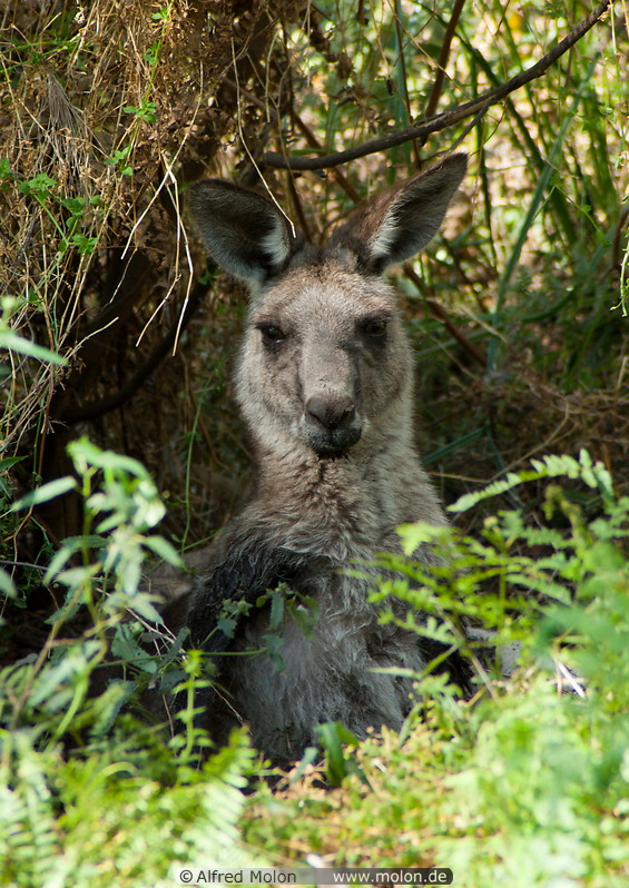 15 Grey kangaroo