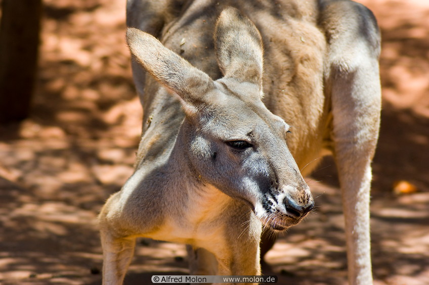21 Kangaroo