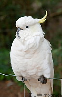 05 Sulphur crested cockatoo