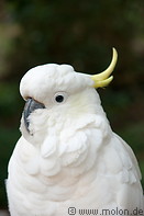 06 Sulphur crested cockatoo