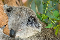 10 Koala