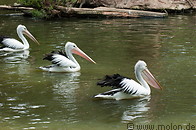29 Pelicans