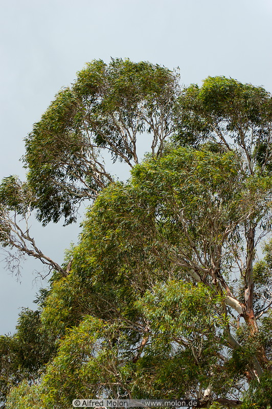 18 Eucalyptus scenery