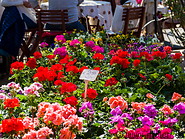 03 Flowers for sale