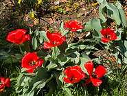 25 Red tulips