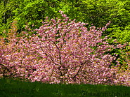 32 Schlossberg park with pink tree flowers