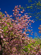34 Schlossberg park with pink tree flowers