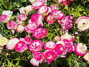 42 Pink flowers