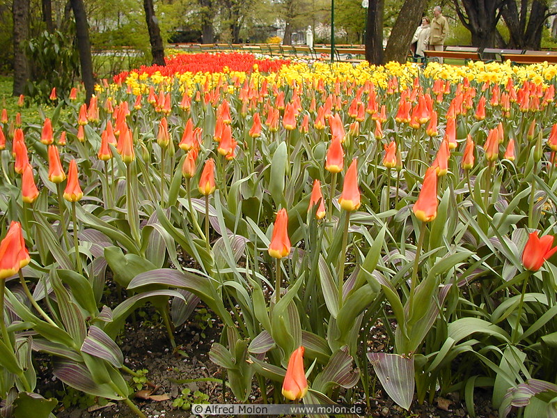 07 Tulips in Volksgarten