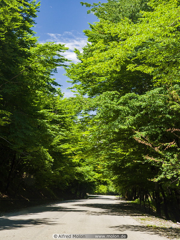 12 Tree-lined road to Lahic