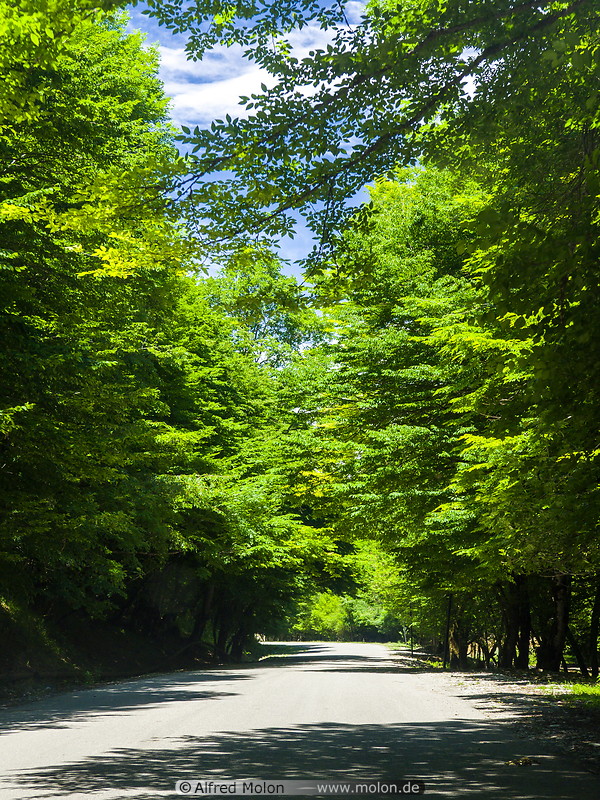 13 Tree-lined road to Lahic