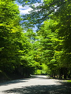 13 Tree-lined road to Lahic