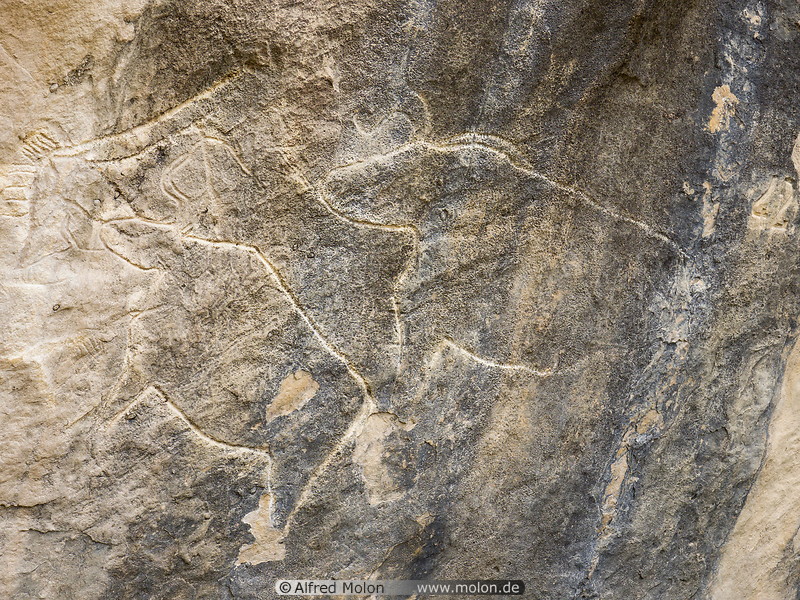 16 Bull petroglyphs