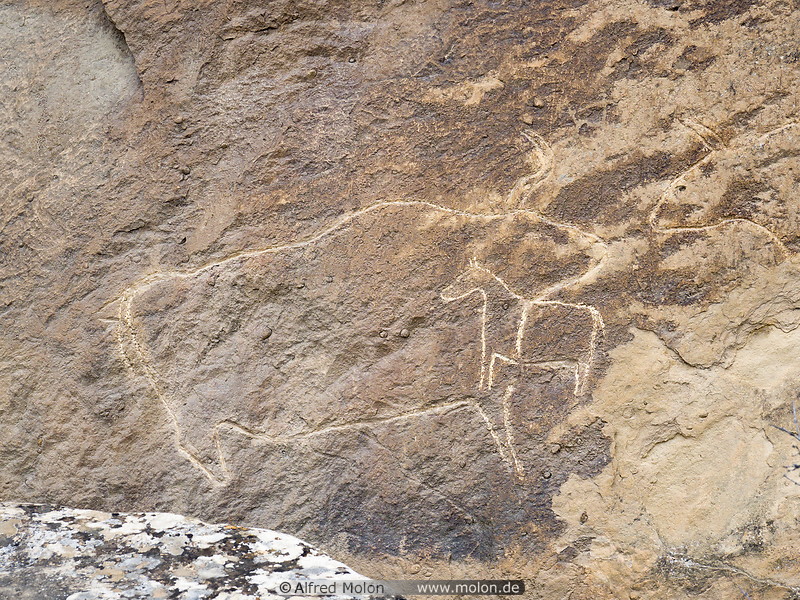 20 Bison petroglyph