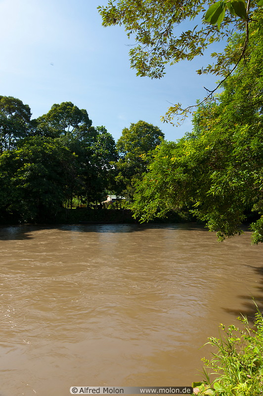 03 Rainforest along Sungai Temburong river