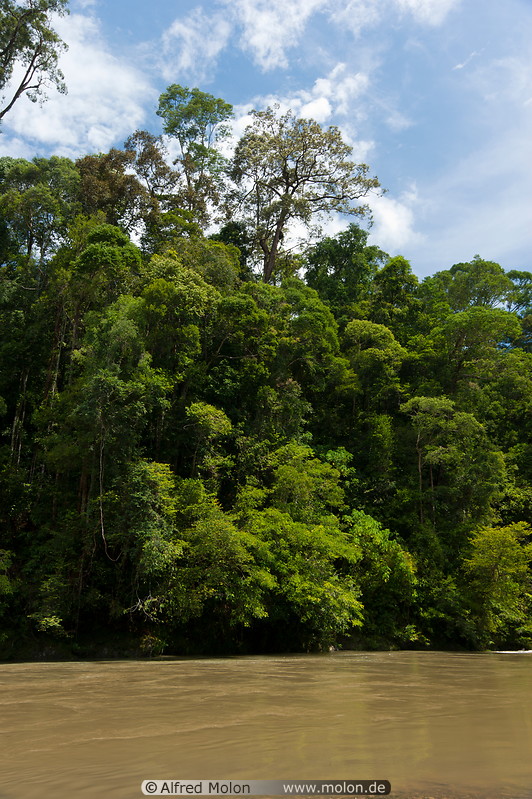 17 Rainforest along Sungai Temburong river