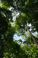 11 Rainforest ceiling