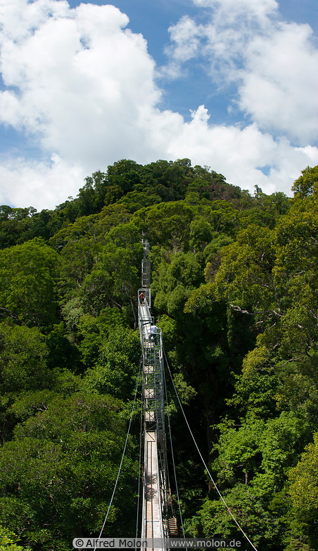 01 Canopy walkway above rainforest