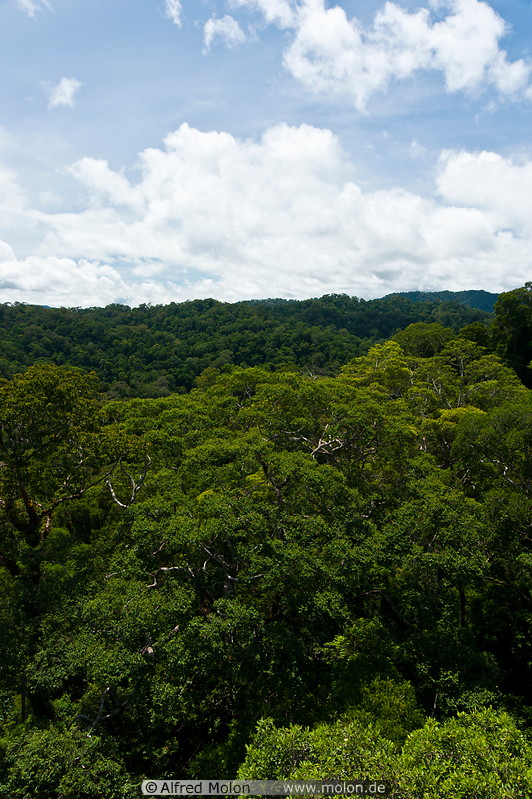 02 Tropical rainforest
