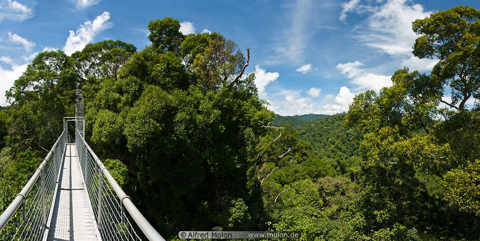 09 Canopy walkway and rainforest