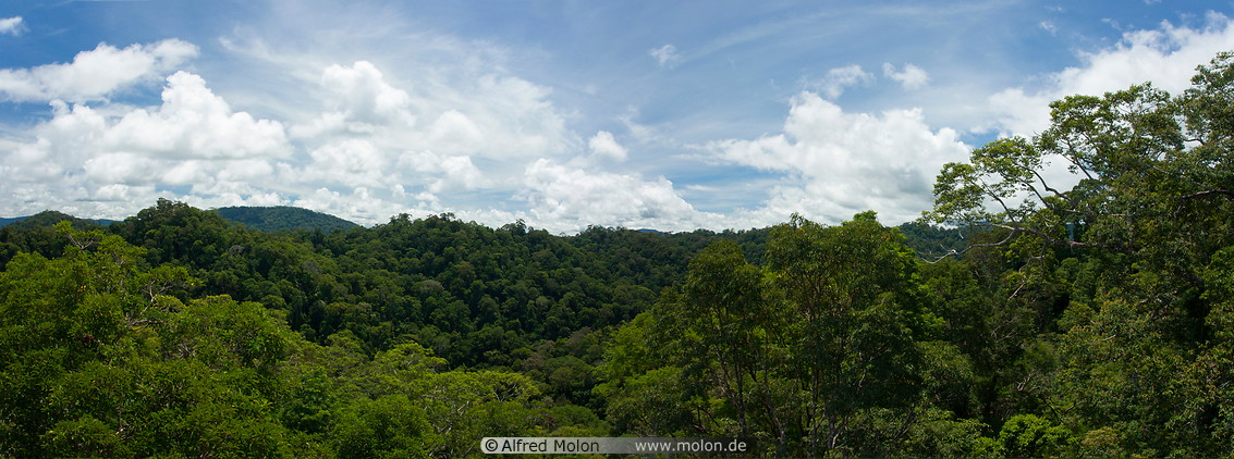 10 Tropical rainforest