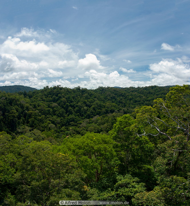 17 Tropical rainforest