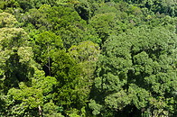 16 Tropical rainforest