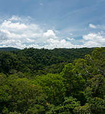 17 Tropical rainforest