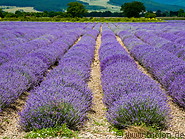 02 Lavender fields