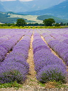 03 Lavender fields